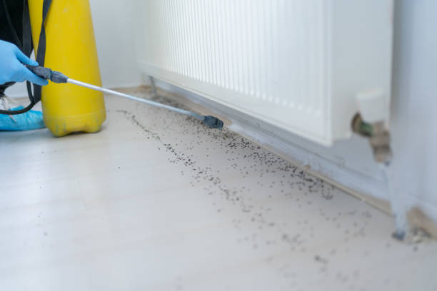 Best Ant Control Services  in Auburn, WA
